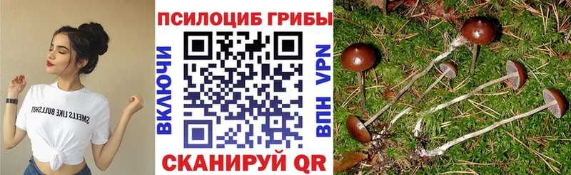 Купить закладки  Пятигорск  Псилоцибиновые грибы мицелий 